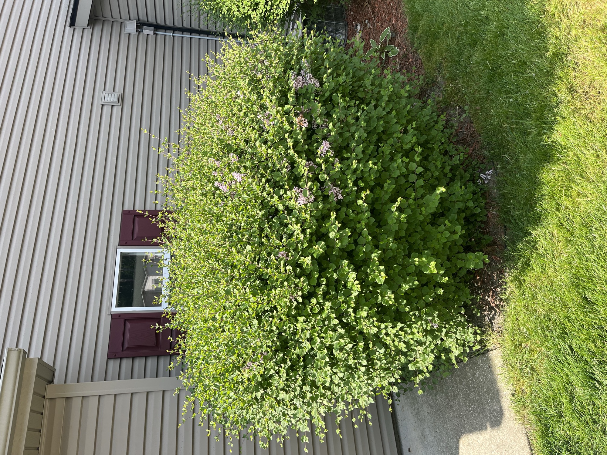 Lawn Care project by North Shade Lawn