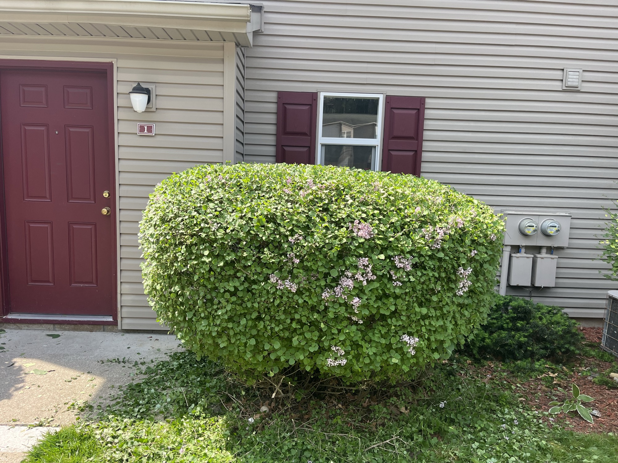 Trimmed shrub by a home entrance