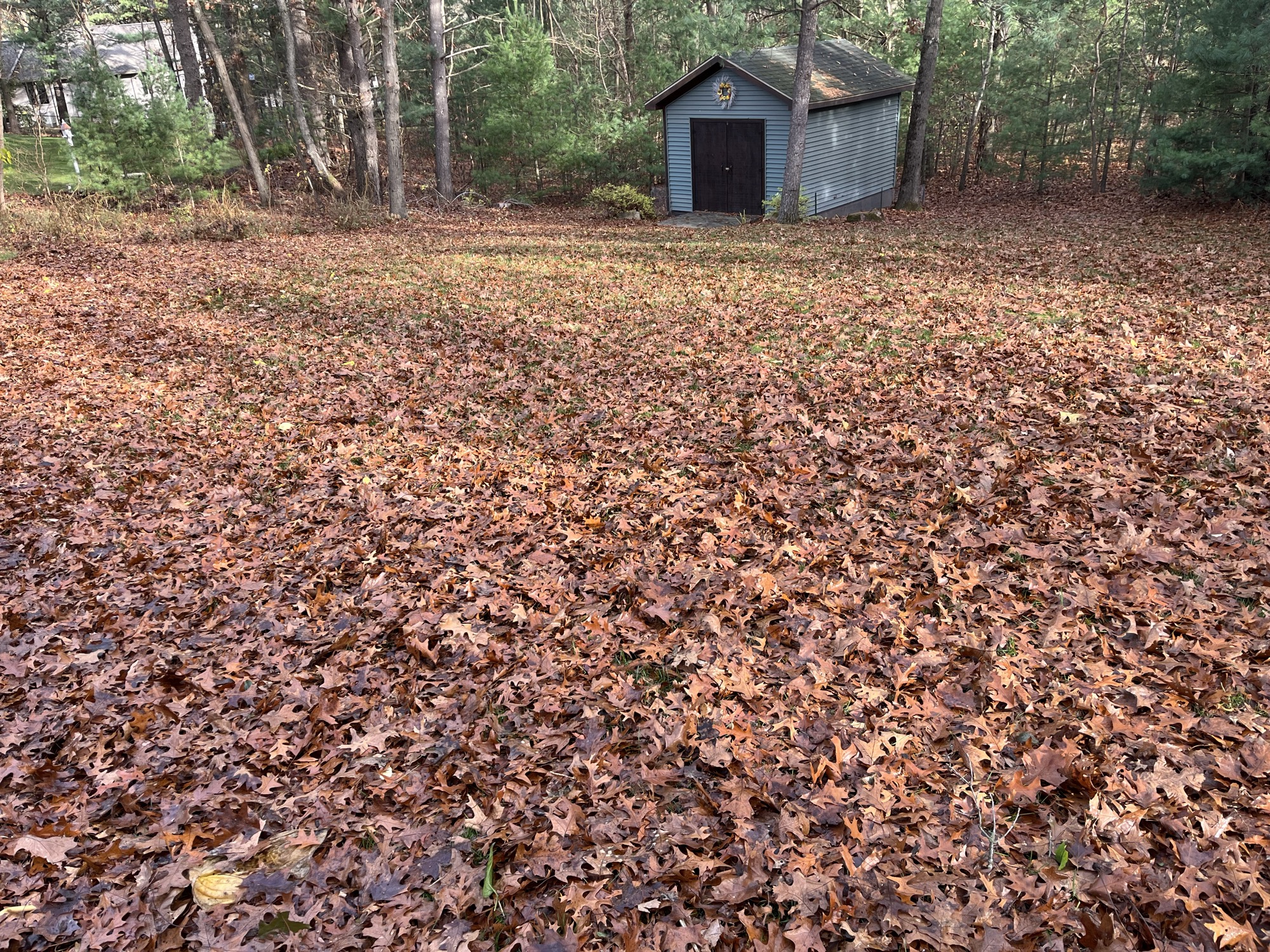 Seasonal Cleanups project by North Shade Lawn